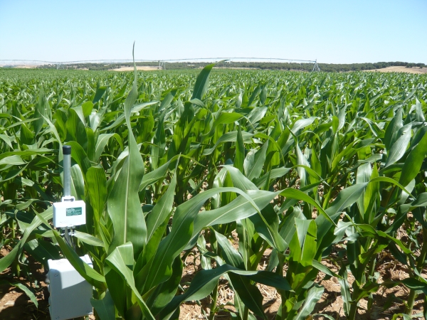 Consultoría Agrí­cola